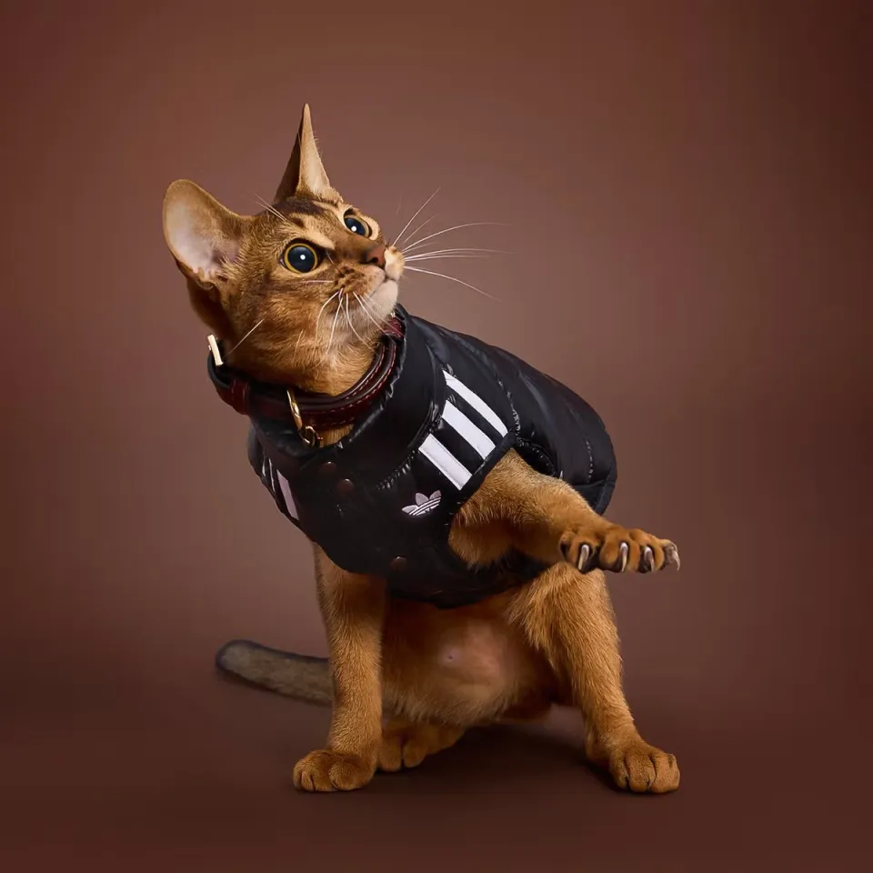 В adidas представили новую коллекцию для домашних животных