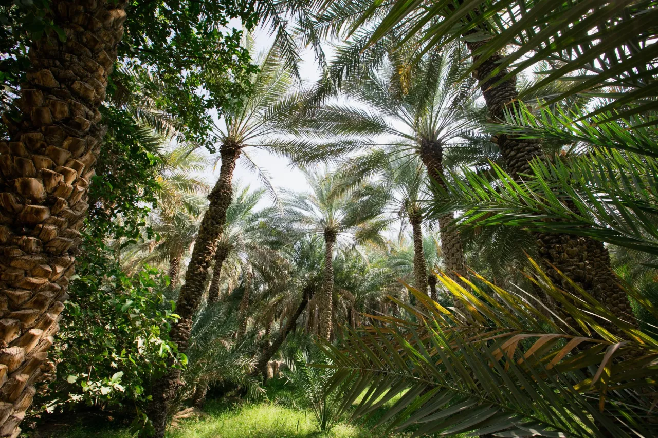 Абу-Дабиге сапар шегудің жеті себебі