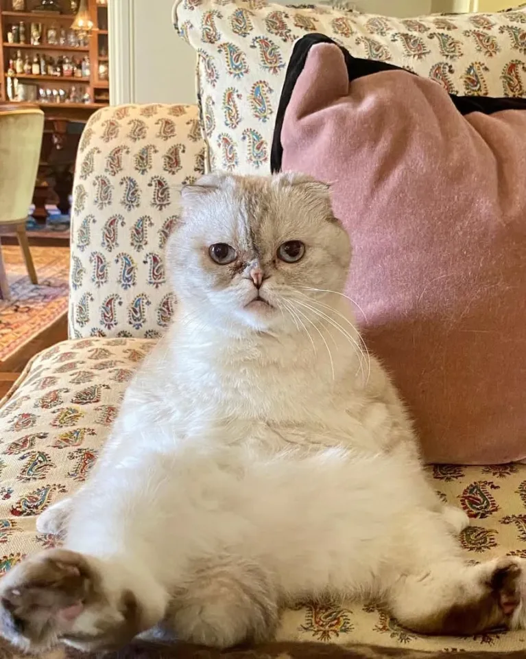 Жұлдыздардың үй жануарлары: сән-салтанат пен сүйіспеншіліктің символы