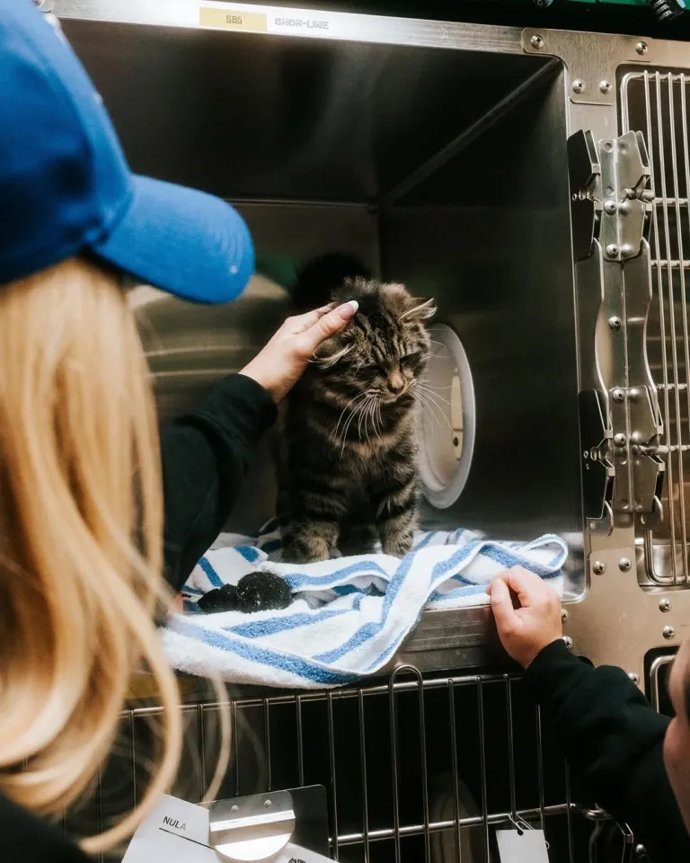 Жұлдыздардың үй жануарлары: сән-салтанат пен сүйіспеншіліктің символы