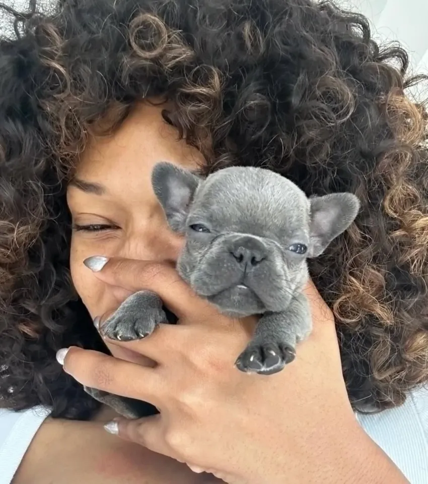 Жұлдыздардың үй жануарлары: сән-салтанат пен сүйіспеншіліктің символы