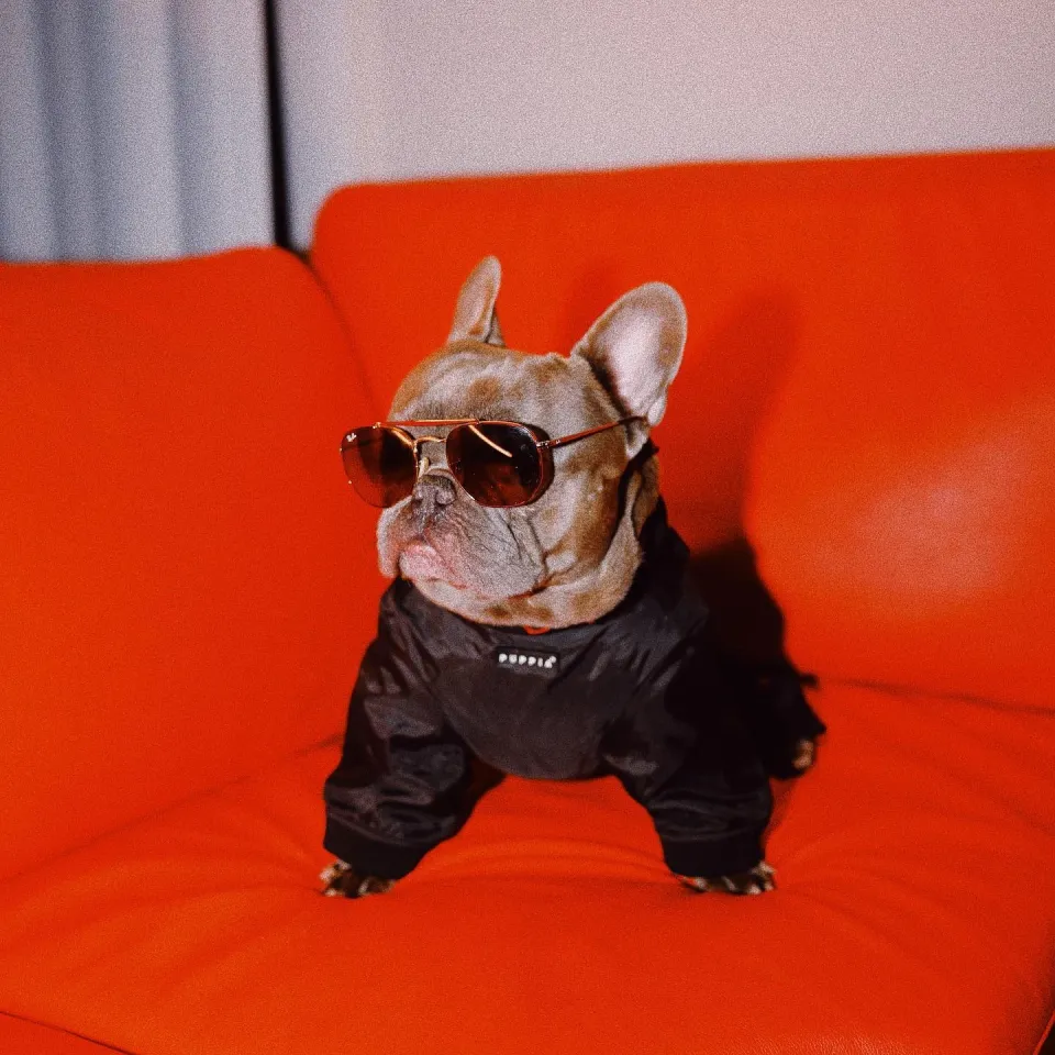 Жұлдыздардың үй жануарлары: сән-салтанат пен сүйіспеншіліктің символы