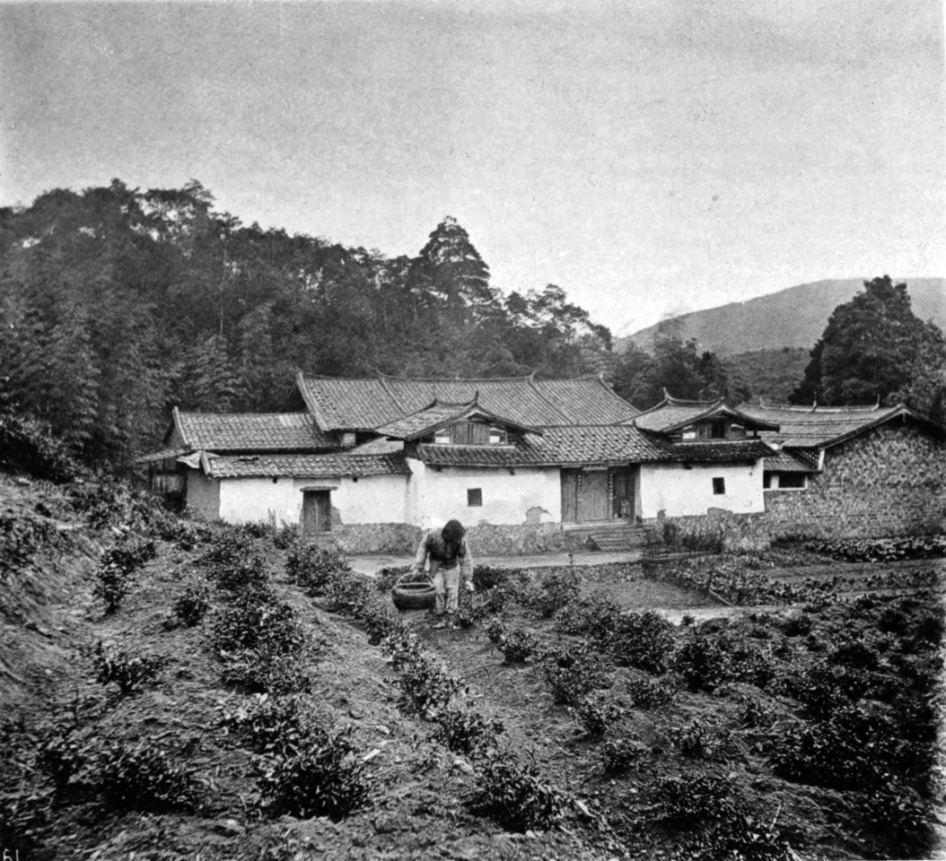 Vintage photo of the tea plant. Illustrations of Qing China, 1875 (John Thomson/Wikimedia Commons)