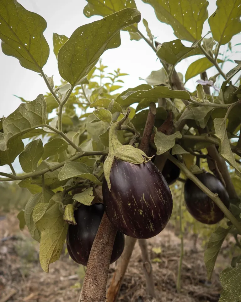 Фото: theark.world