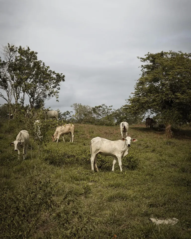 Фото: theark.world