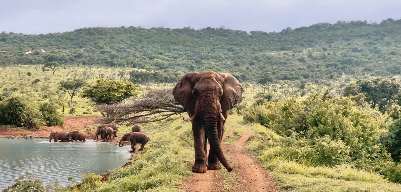 Jumeirah в Африке: остров мечты и сафари класса люкс