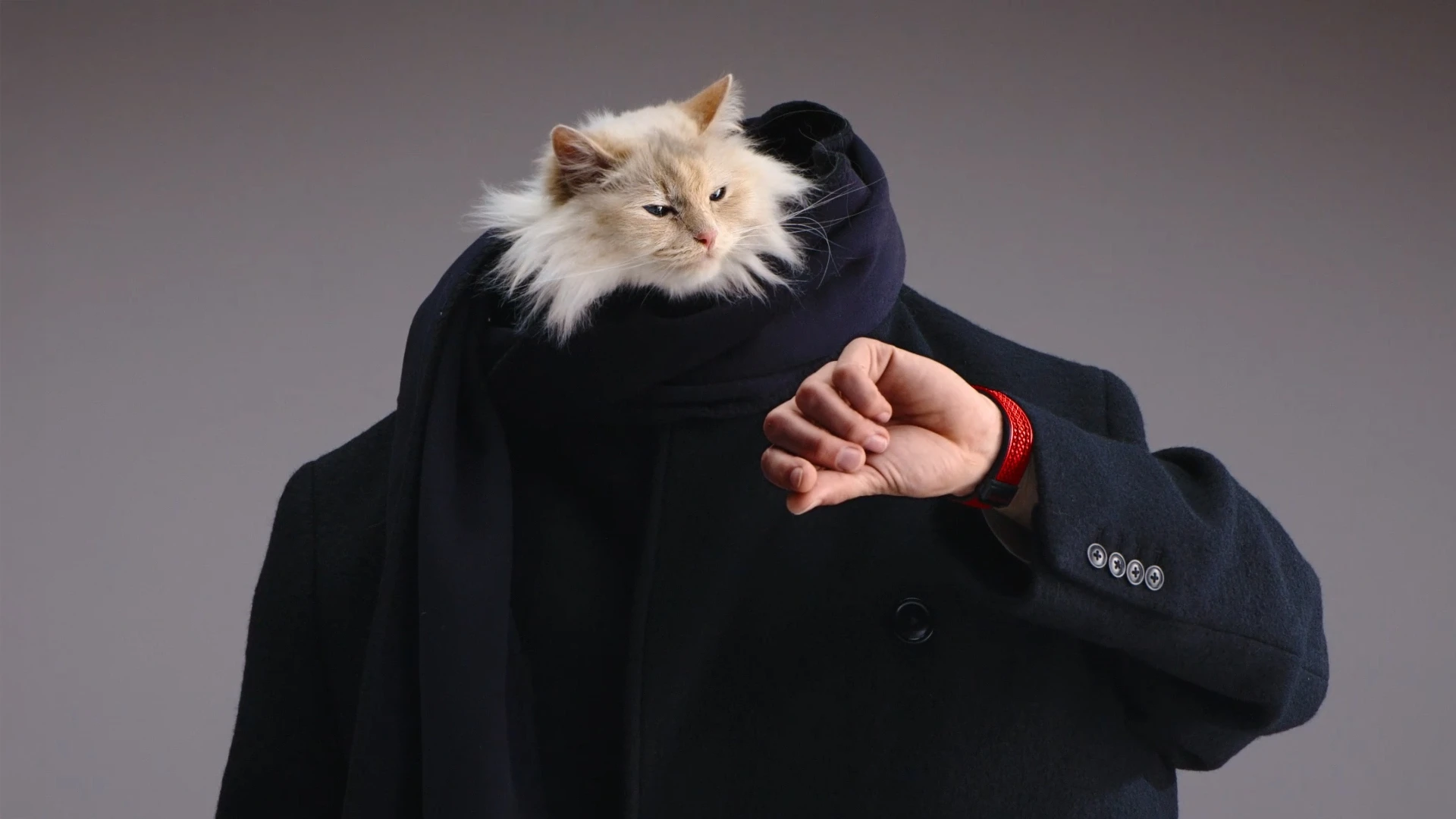 Кошка Карла Лагерфельда стала лицом новой кампании Hublot