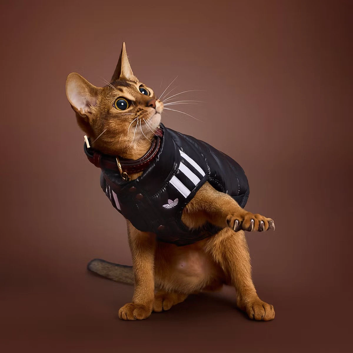 adidas үй жануарларына арналған жаңа топтаманы таныстырды