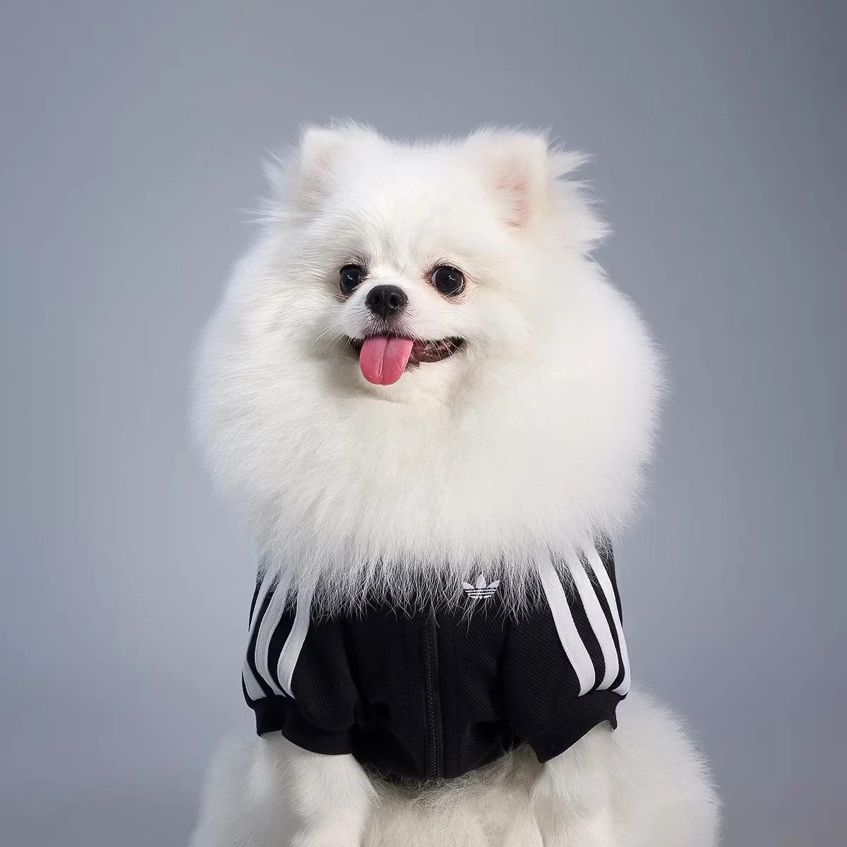 adidas Originals Pet Collection | adidas