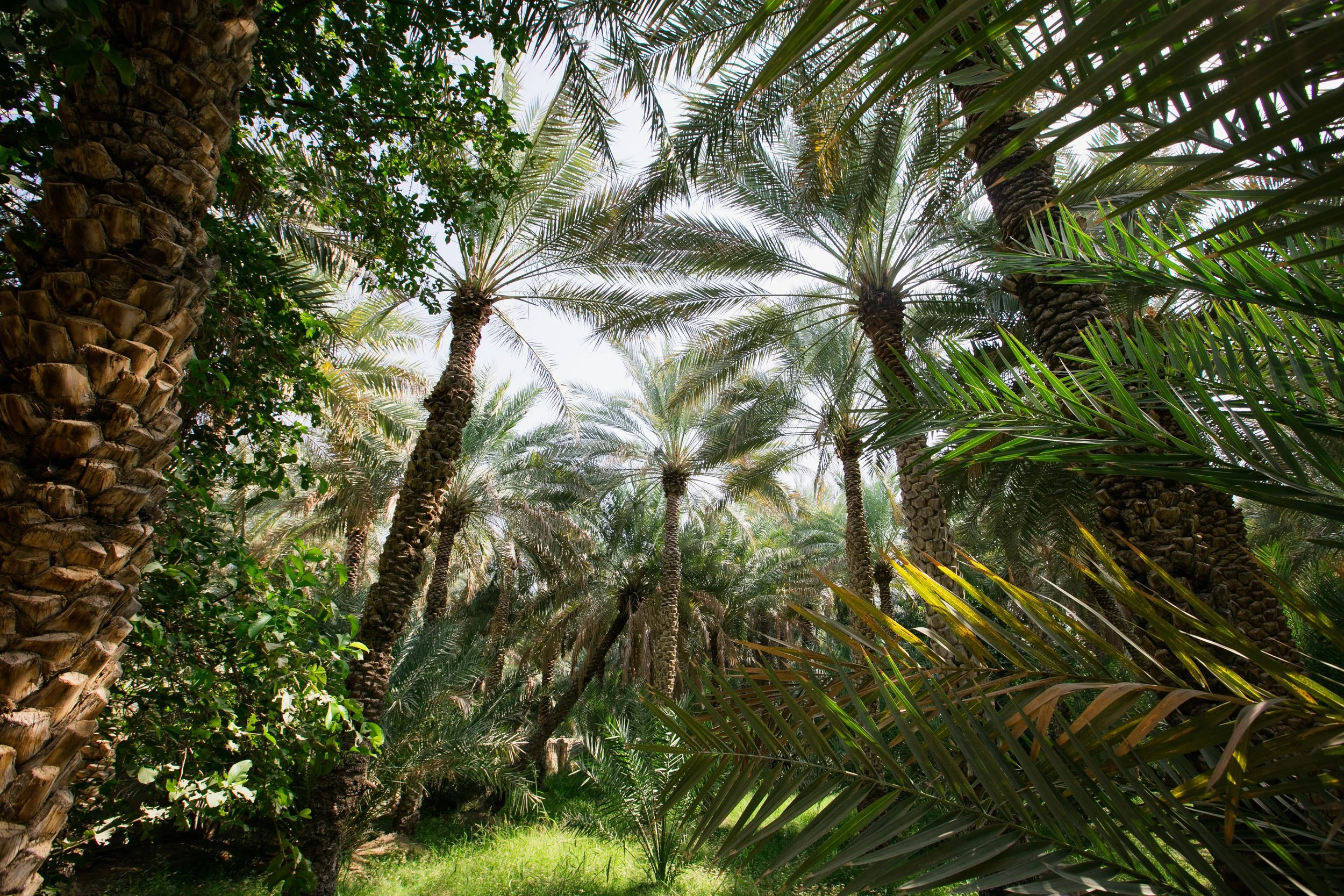 Семь причин, почему Абу-Даби – это must-visit