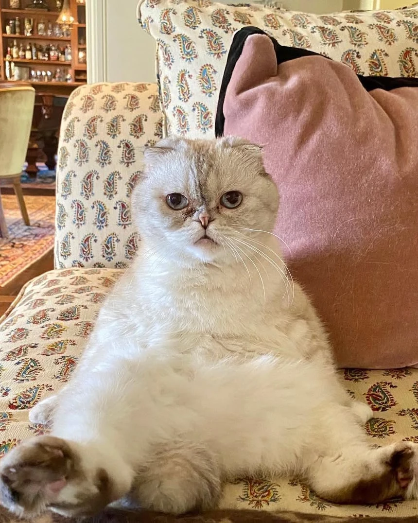 Жұлдыздардың үй жануарлары: сән-салтанат пен сүйіспеншіліктің символы