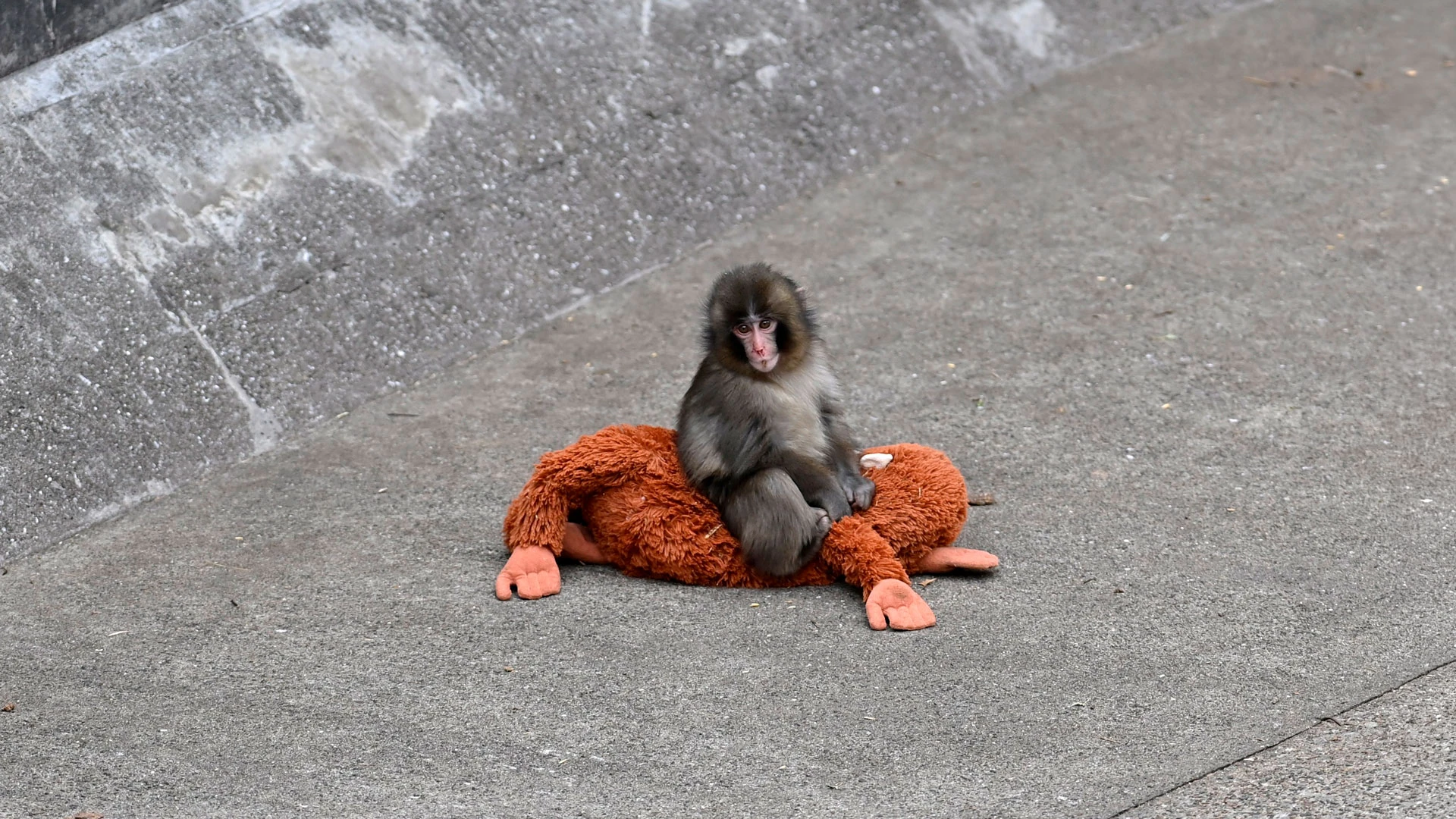 Детеныш обезьяны по кличке Панч запечатлен с плюшевой игрушкой в ​​зоопарке 20 февраля 2026 года в Токио, Япония | Getty Images