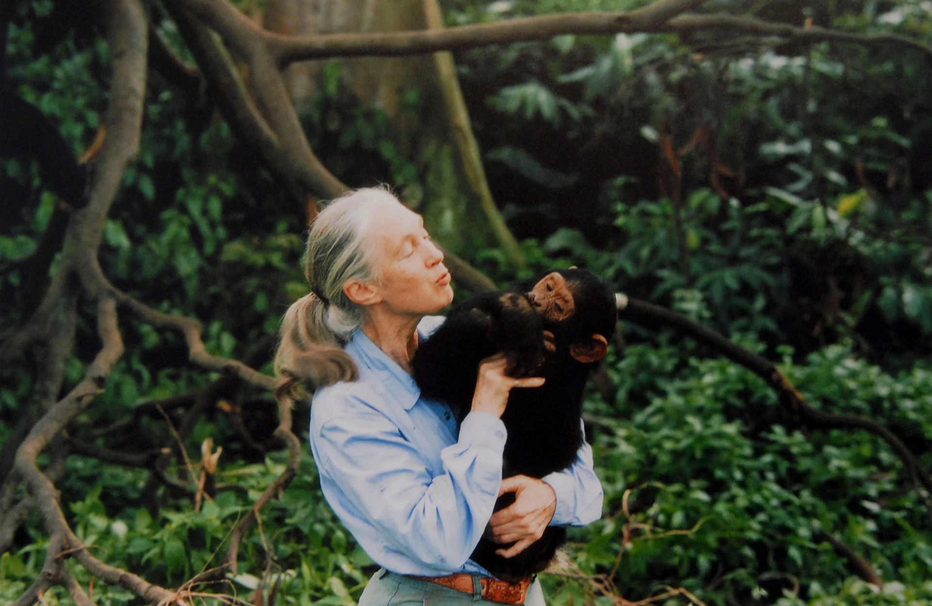 Джейн Гудолл, английский приматолог, этолог и антрополог, с шимпанзе на руках, 1995 год | Getty Images