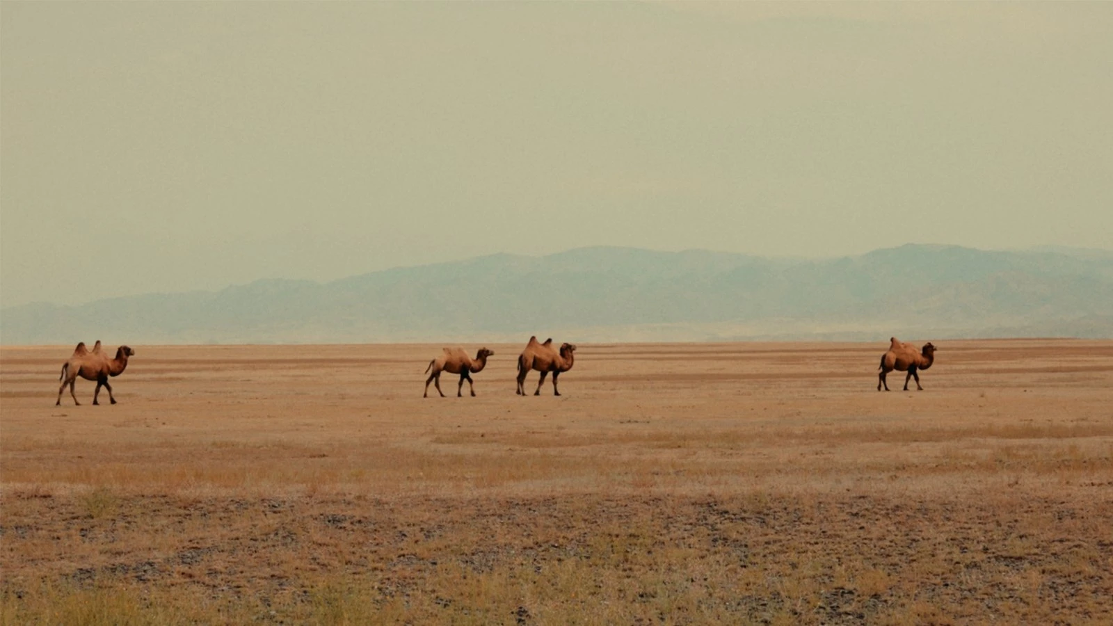 Операторы: Павел Алгазин, Тимур Омуралиев