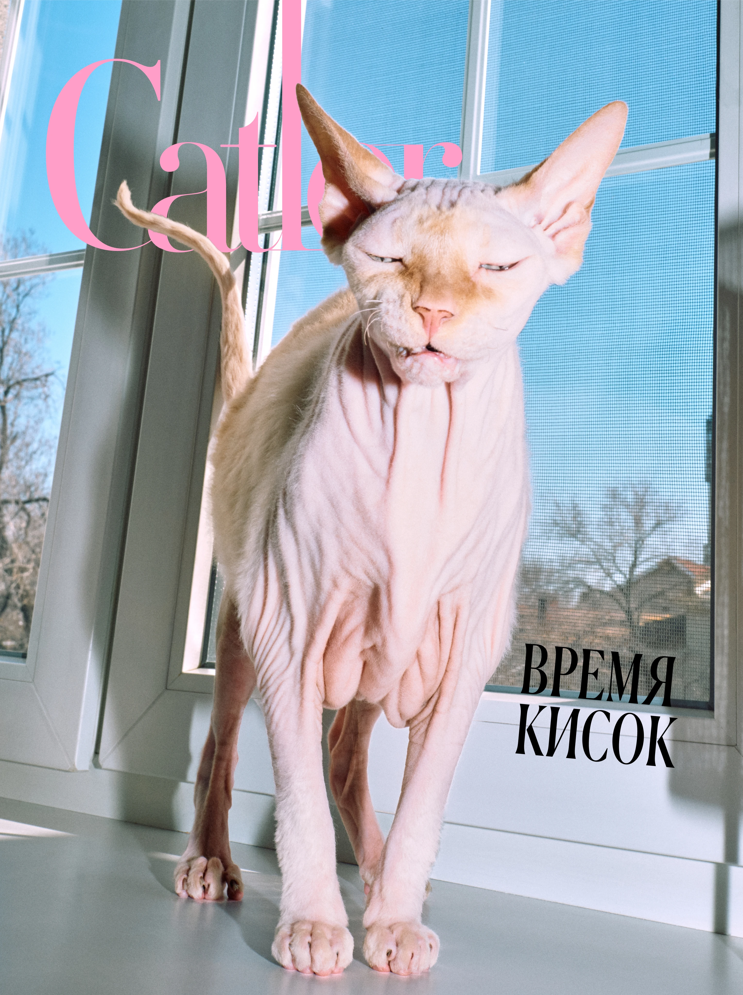 Тиграша | Фотограф: Нуртас Сиссекенов