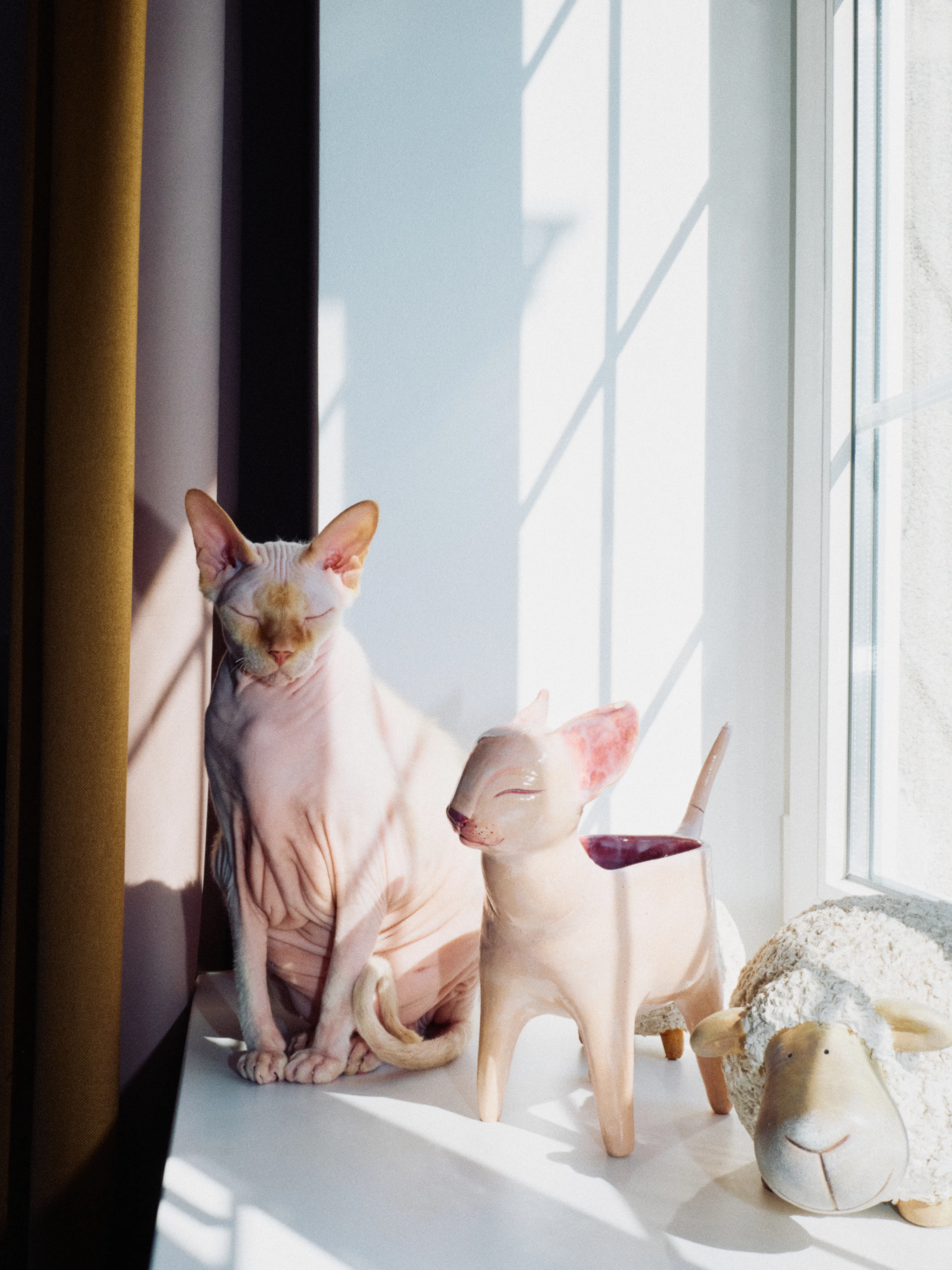 Тиграша | Фотограф: Нуртас Сиссекенов