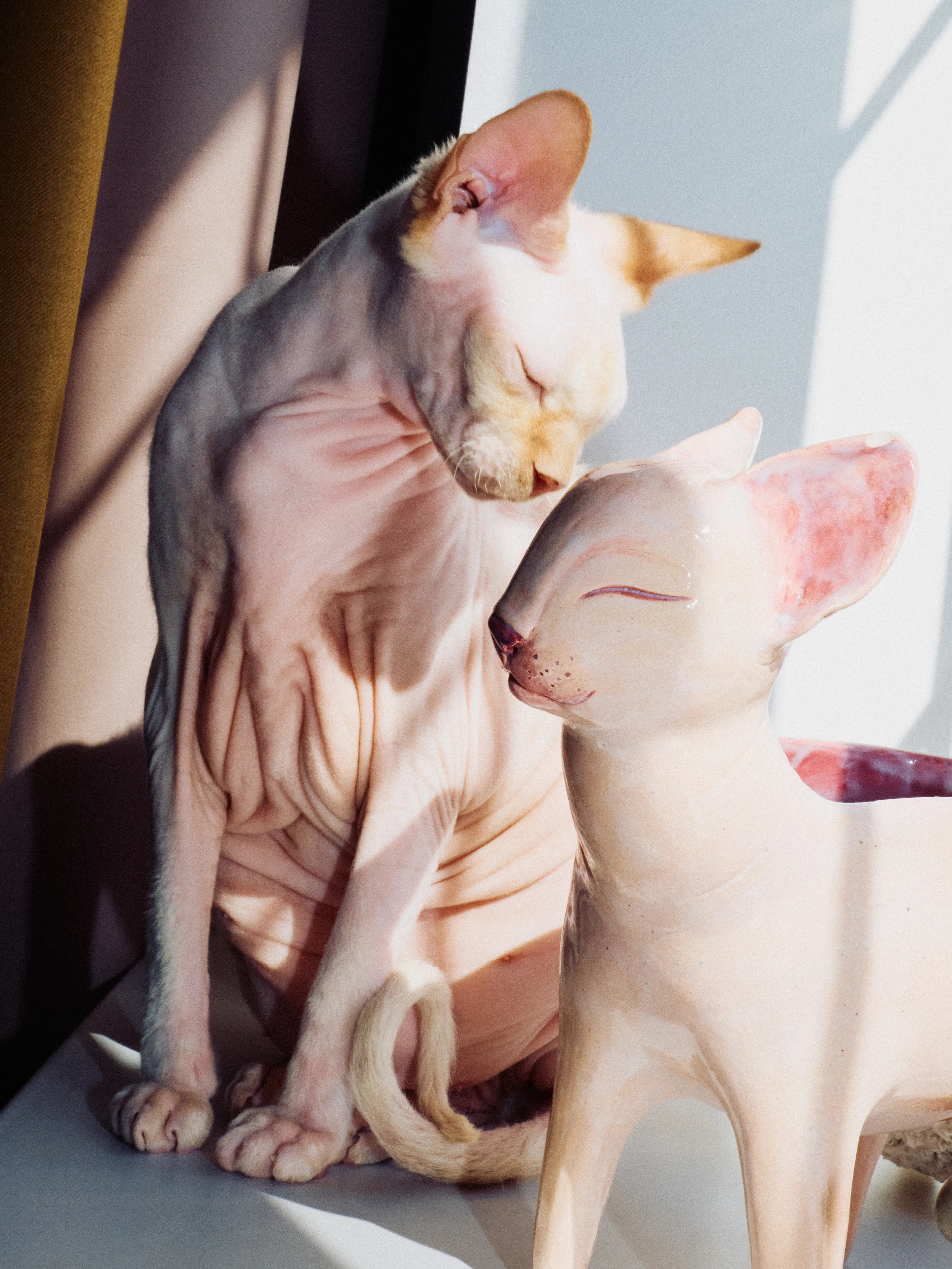 Тиграша | Фотограф: Нуртас Сиссекенов