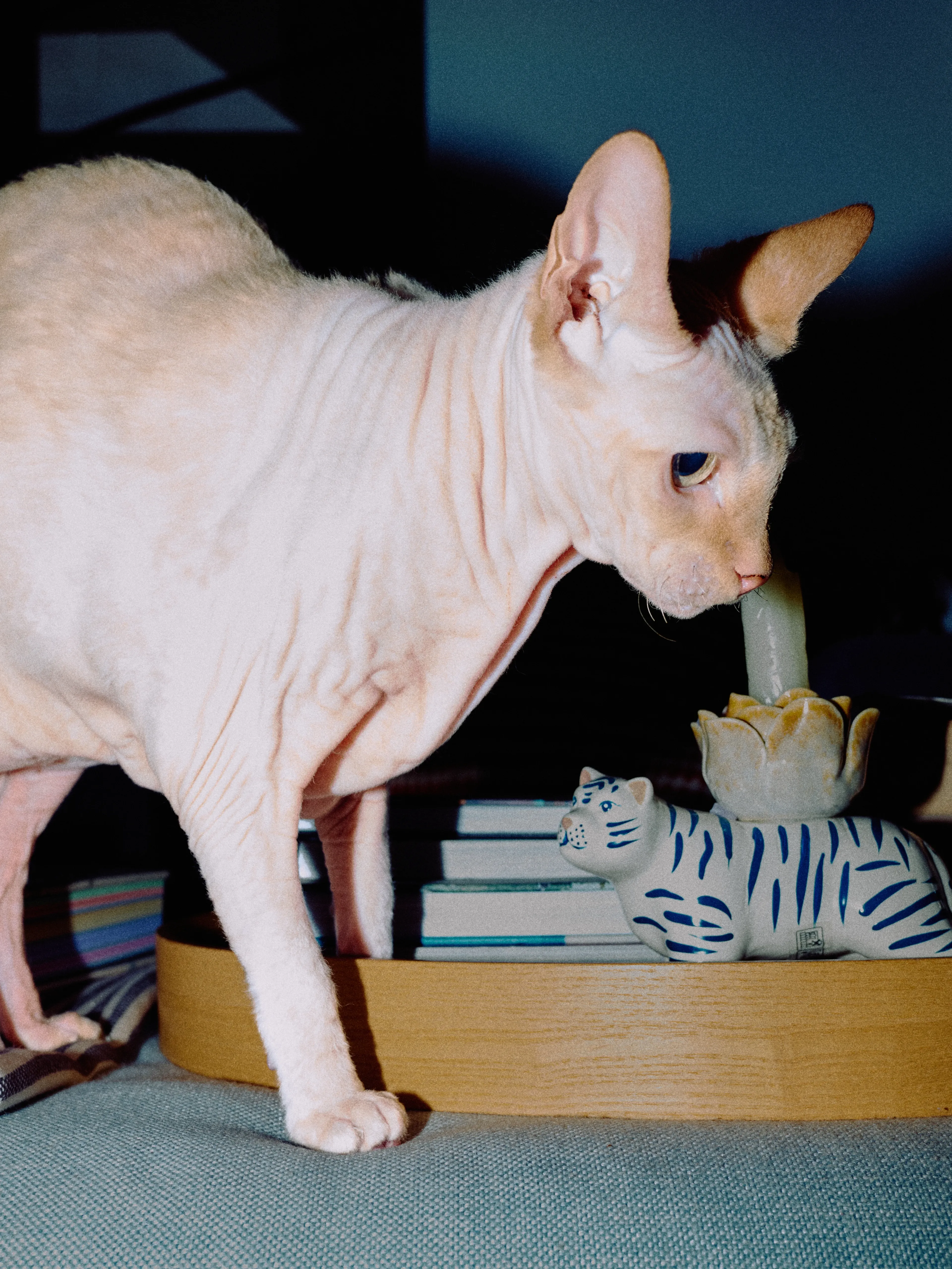 Тиграша | Фотограф: Нуртас Сиссекенов