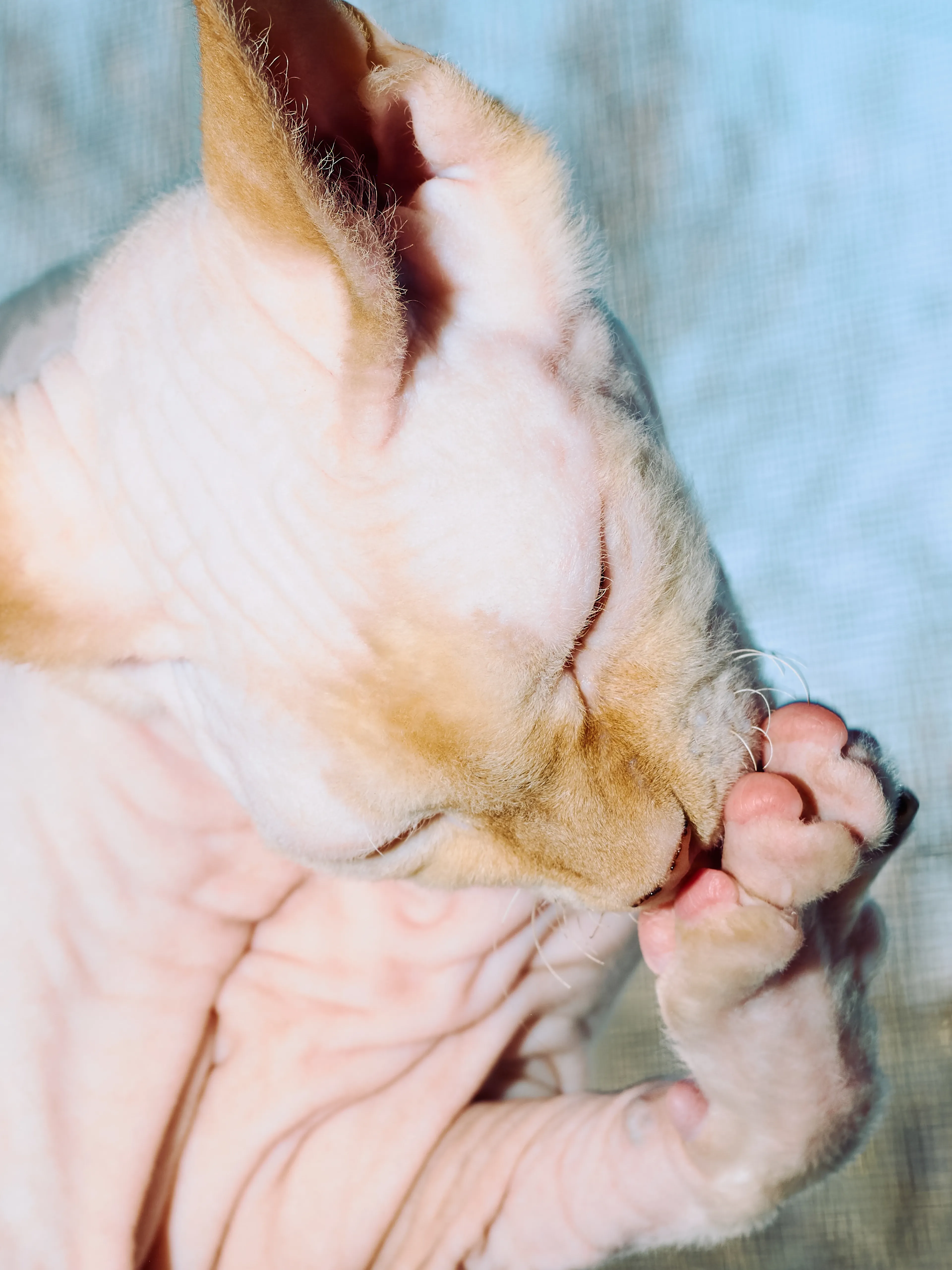 Тиграша | Фотограф: Нуртас Сиссекенов