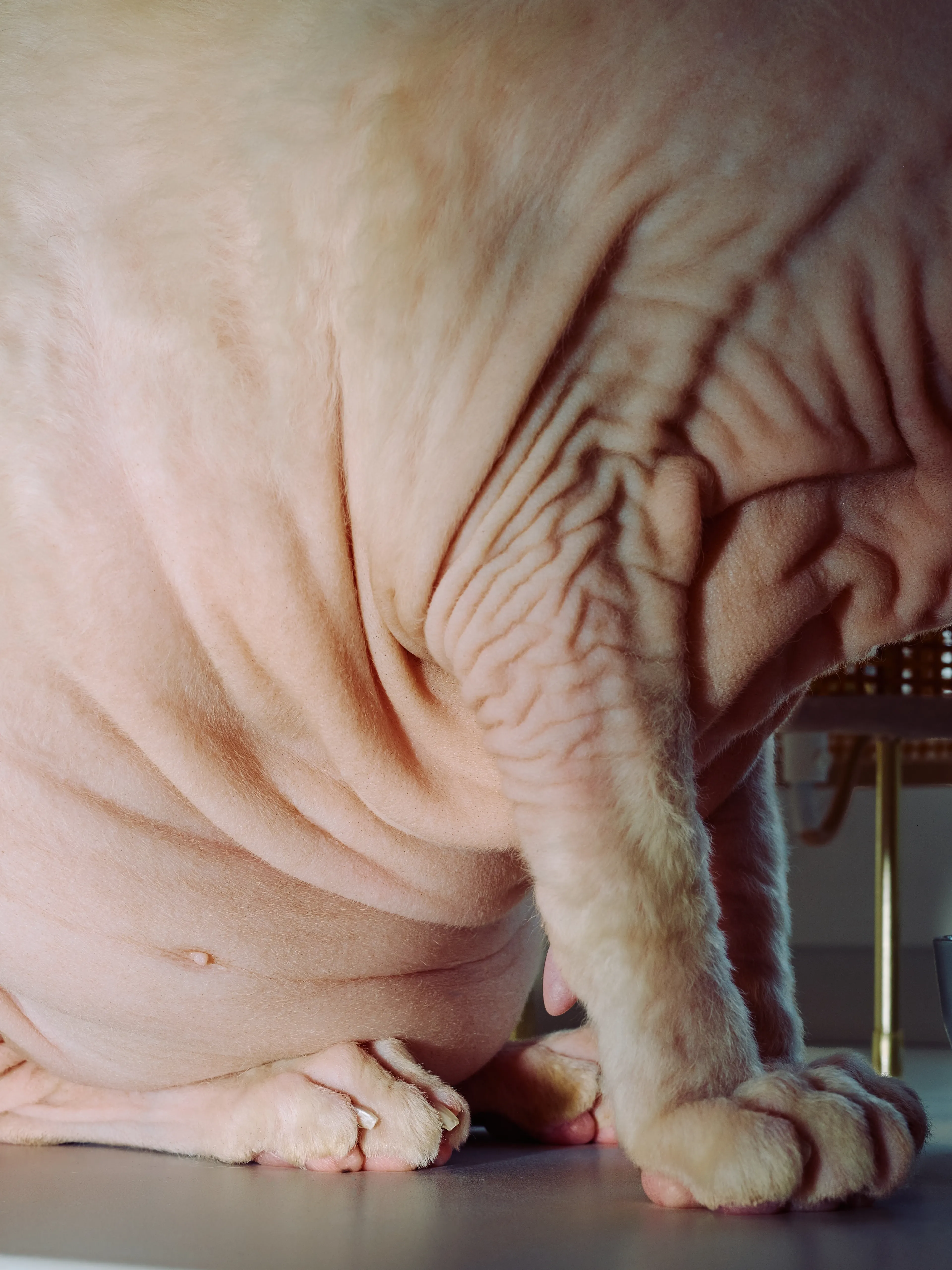 Тиграша | Фотограф: Нуртас Сиссекенов